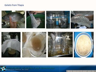 Gelatin from Tilapia 
 