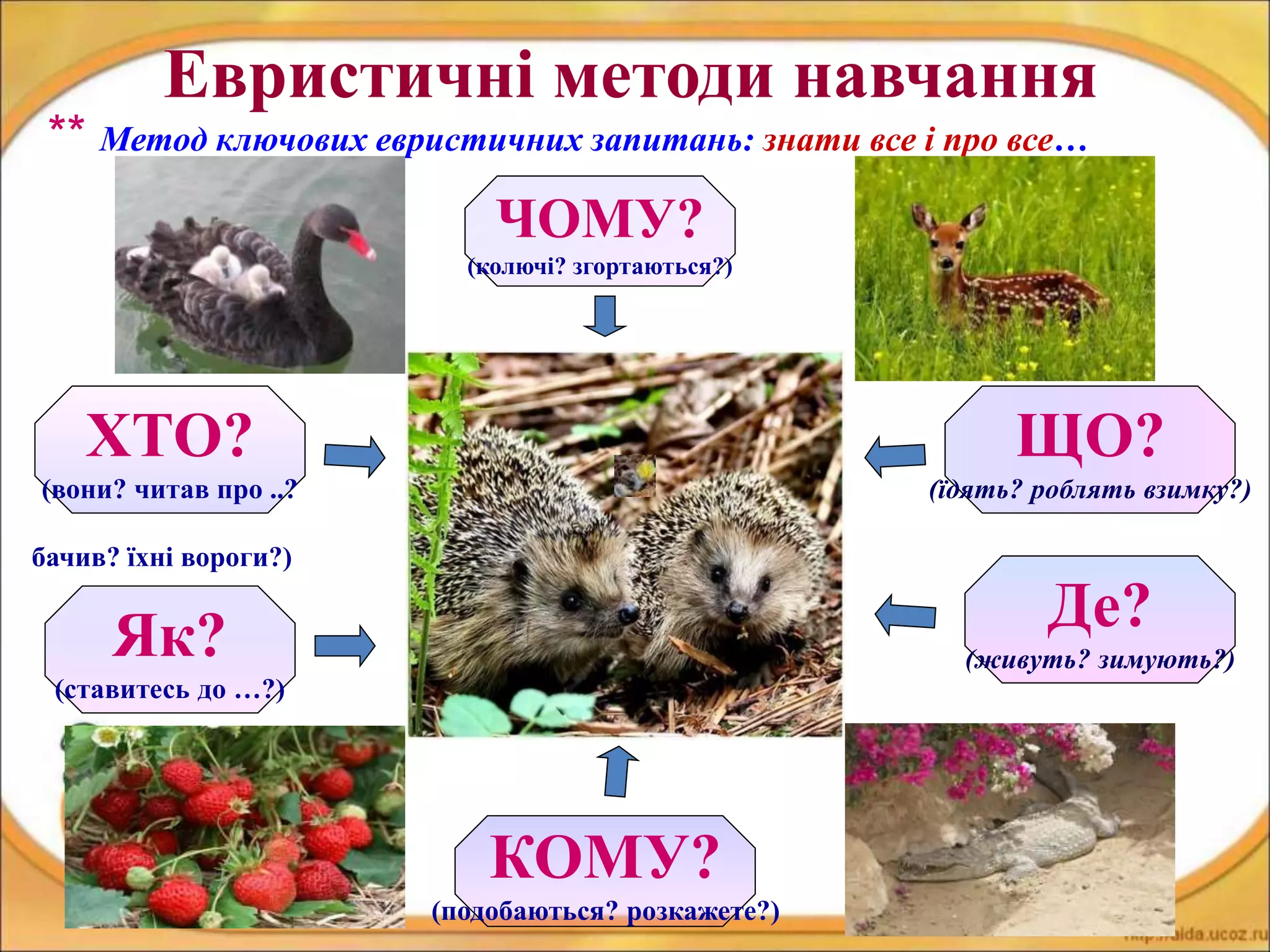 Евристичні методи навчання
** Метод ключових евристичних запитань: знати все і про все…
ХТО?
(вони? читав про ..?
бачив? їхні вороги?)
ЧОМУ?
(колючі? згортаються?)
Як?
(ставитесь до …?)
КОМУ?
(подобаються? розкажете?)
Де?
(живуть? зимують?)
ЩО?
(їдять? роблять взимку?)
 