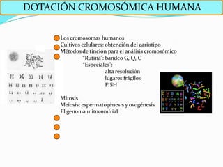 DOTACIÓN CROMOSÓMICA HUMANA

     Los cromosomas humanos
     Cultivos celulares: obtención del cariotipo
     Métodos de tinción para el análisis cromosómico
               “Rutina”: bandeo G, Q, C
               “Especiales”:
                         alta resolución
                         lugares frágiles
                         FISH

     Mitosis
     Meiosis: espermatogénesis y ovogénesis
     El genoma mitocondrial
 
