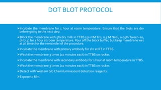 DOT BLOT PROTOCOL
Incubate the membrane for 1 hour at room temperature. Ensure that the blots are dry
before going to the next step.
Block the membrane with 5% dry milk in TTBS (50 mM Tris, 0.5 M NaCl, 0.05% Tween-20,
pH 7.4) for 1 hour at room temperature. Pour off the block buffer, but keep membrane wet
at all times for the remainder of the procedure.
Incubate the membrane with primary antibody for 1hr at RT inTTBS.
Wash the membrane 3 times (10 minutes each) inTTBS on rocker.
Incubate the membrane with secondary antibody for 1 hour at room temperature inTTBS.
Wash the membrane 3 times (10 minutes each) inTTBS on rocker.
Detect withWestern Glo Chemiluminescent detection reagents.
Expose to film.
 