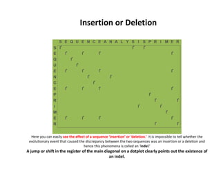 Here you can easily see the effect of a sequence ‘insertion’ or ‘deletion.’ It is impossible to tell whether the
evolutionary event that caused the discrepancy between the two sequences was an insertion or a deletion and
hence this phenomena is called an ‘indel.’
A jump or shift in the register of the main diagonal on a dotplot clearly points out the existence of
an indel.
Insertion or Deletion
 