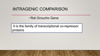 INTRAGENIC COMPARISON
• Rat Groucho Gene
 