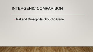 INTERGENIC COMPARISON
• Rat and Drosophila Groucho Gene
 