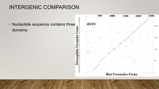 INTERGENIC COMPARISON
• Nucleotide sequence contains three
domains.
 