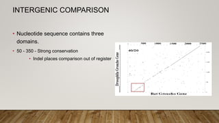INTERGENIC COMPARISON
• Nucleotide sequence contains three
domains.
• 50 - 350 - Strong conservation
• Indel places comparison out of register
 