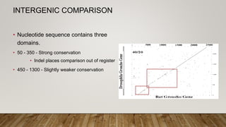 INTERGENIC COMPARISON
• Nucleotide sequence contains three
domains.
• 50 - 350 - Strong conservation
• Indel places comparison out of register
• 450 - 1300 - Slightly weaker conservation
 