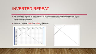 INVERTED REPEAT
• An inverted repeat is sequence of nucleotides followed downstream by its
reverse complement.
• Inverted repeat: abcdeedcbafghijklmno
 