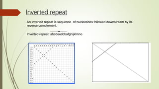 Invert Repeat Dot matrix Analysis Tools (Bioinformatics) | PPTX
