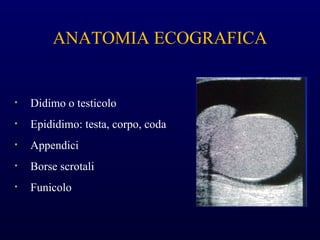 ANATOMIA ECOGRAFICA
• Didimo o testicolo
• Epididimo: testa, corpo, coda
• Appendici
• Borse scrotali
• Funicolo
 