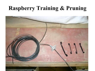Raspberry Training & Pruning
 
