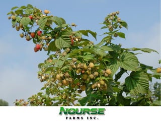 Raspberry Variety Review
 