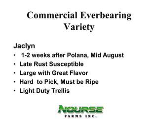 Commercial Everbearing
            Variety
Jaclyn
•   1-2 weeks after Polana, Mid August
•   Late Rust Susceptible
•   Large with Great Flavor
•   Hard to Pick, Must be Ripe
•   Light Duty Trellis
 