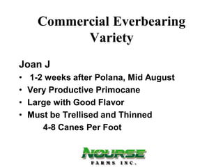 Commercial Everbearing
            Variety
Joan J
•   1-2 weeks after Polana, Mid August
•   Very Productive Primocane
•   Large with Good Flavor
•   Must be Trellised and Thinned
       4-8 Canes Per Foot
 