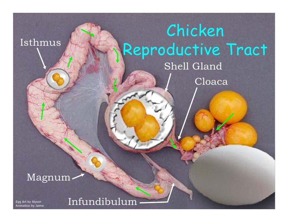Do doubleyolked eggs arise when hens are mated twice per day?