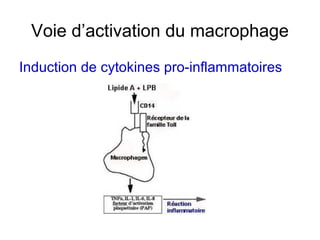 Voie d’activation du macrophage
Induction de cytokines pro-inflammatoires
 