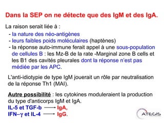 Dans la SEP on ne détecte que des IgM et des IgA.
La raison serait liée à :
 - la nature des néo-antigènes
 - leurs faibles poids moléculaires (haptènes)
 - la réponse auto-immune ferait appel à une sous-population
   de cellules B : les Mz-B de la rate -Marginal zone B cells et
   les B1 des cavités pleurales dont la réponse n’est pas
   médiée par les APC.
 L'anti-idiotypie de type IgM jouerait un rôle par neutralisation
 de la réponse Th1 (MAI).
 Autre possibilité : les cytokines moduleraient la production
 du type d'anticorps IgM et IgA.
 IL-5 et TGF-bIgA,
 IFN et IL-4IgG.
 