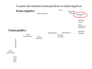 La paroi des bactéries Gram positives et Gram négatives
                                                                                                  Porine
                          Gram négative                                                                          Lipoprotéine
                                                         Chaînes latérales O                                       de Braun
                                                                                                                                Liposaccharide
                                                                                                                                    (LPS)

                                                                                                                                   Membrane
                                                                                                                                   externe
                                                                                                                                   Espace
                                                                                                                                   périplasmique et
                                                                                                                                   peptidoglycane

   Gram positive                                                                                                                   Membrane
                                                                               Phospholipides           Peptidoglycane             plasmique
                                           Acides                                                Protéines
                                      lipotéichoïques      Acides                               intrinsèque
                                                        téichoïques
                Peptidoglycane




    Espace
périplasmique
          Membrane
          plasmique
 