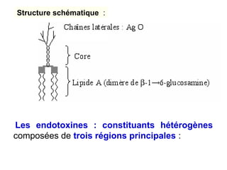 Structure schématique :




 Les endotoxines : constituants hétérogènes
composées de trois régions principales:
 