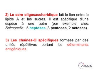 2)Lecore oligosaccharidique fait le lien entre le
lipide A et les sucres. Il est spécifique d'une espèce
à une autre (par exemple chez Salmonella : 5
heptoses, 3 pentoses, 2 octoses).


3) Les chaînes-O spécifiques formées par des
unités répétitives portant les déterminants
antigéniques
 
