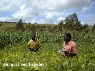 Annual Food Legume  