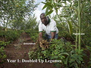 Groundnut 
Pigeon pea 
Year 1: Doubled Up Legumes  