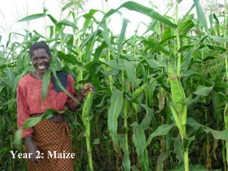 Year 2: Maize  