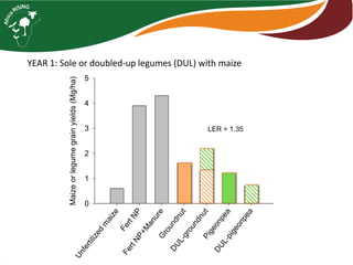 LER = 1.35 
Unfertilized maize 
Fert NP 
Fert NP+Manure 
Groundnut 
DUL-groundnut 
Pigeonpea 
DUL-pigeonpea 
Maize or legume grain yields (Mg/ha) 
0 
1 
2 
3 
4 
5 
YEAR 1: Sole or doubled-up legumes (DUL) with maize 
 