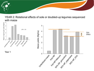 LER = 1.35 
Unfertilized maize 
Fert NP 
Fert NP+Manure 
Groundnut 
DUL-groundnut 
Pigeonpea 
DUL-pigeonpea 
Maize or legume grain yields (Mg/ha) 
0 
1 
2 
3 
4 
5 
Unfertilized maize 
Fert NP 
Fert NP+Manure 
50% NP_groundnut 
50% NP_pigeonpea 
50% NP_DUL 
Maize yields (Mg/ha) 
0 
1 
2 
3 
4 
5 
DUL 
Effect 
Year 1 
YEAR 2: Rotational effects of sole or doubled-up legumes sequenced 
with maize 
 
