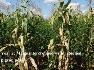 Year 1: Pigeonpea + grain legume 
Year 2: Regrowing pigeonpea + Fert. Maize 
Year 3: Fertilized Maize 
Year 2: Maize intercropped with ratooned 
pigeon pea 
 