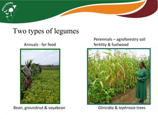 Two types of legumes 
Annuals -for food 
Perennials –agroforestry soil fertility & fuelwood 
Bean, groundnut & soyabean 
Gliricidia& tephrosiatrees  