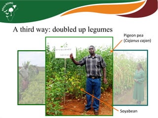 A third way: doubled up legumesPigeon pea(Cajanuscajan) 
Soyabean  