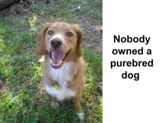 Nobody
owned a
purebred
  dog
 