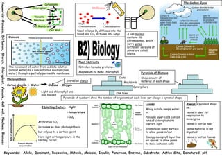 The Carbon Cycle
Keywords: Osmosis, Diffusion, Starch, Chloroplast, Vacuole, Cell wall, Nuclues, Biomass
                                                                                                                      Cytoplasm
                                                                                                             Chloroplast


                                                                                                              Vacuole
                                                                                                              Nucleus

                                                                                                             Cell Membrane
                                                                                                                         Cell Wall                 Used in lungs O2 diffuses into the
                                                                                                                                                   blood and CO2 diffuses into lungs       A cell nucleus
                                                                                           Osmosis                                                                                         contains 46
                                                                                                                                                                                           Chromosomes, which
                                                                                                                                                                                           carry genes.
                                                                                                                                                                                           Different versions of
                                                                                                                                                                                           genes are called
                                                                                                                                                                                           alleles.


                                                                                                                                                    Plant Nutrients
                                                                                           The movement of water from a dilute solution             Nitrates-to make proteins
                                                                                           (lots of water) to a concentrated solution (less
                                                                                                                                                    Magnesium-to make chlorophyll                    Pyramids of Biomass
                                                                                           water) through a partially permeable membrane.
                                                                                                                                                                                    Owls             Show amount of
                                                                                          Photosynthesis
                                                                                                                                        Stored as starch                                             material at each stage
                                                                                                                                                                                        Blackbirds
                                                                                          Carbon dioxide + Water          Glucose + Oxygen
                                                                                                                                                                                               Caterpillars
                                                                                                                    Light and chlorophyll are
                                                                                                                                                                           Oak tree
                                                                                                                    also needed
                                                                                                                                     Pyramids of numbers show the number of organisms at each level not always a pyramid shape

                                                                                                                                                                                                         Leaves                          Always a pyramid shape
                                                                                                                    3 Limiting factors -light                                                                                            as…
                                                                                                                                                                                                         Waxy cuticle-keeps water
                                                                                                                                        -temperature                                                     in                              -some is used for
                                                                                                                                                                                                                                         respiration to
                                                                                                                                        -CO2                                                             Palisade layer-cells contain
                                                                                                                                                                                                                                         move/grow
                                                                                                                                                                                                         lots of chloroplasts to
                                                                                                                  At first as CO2
                                                                                                                                                                                                         capture light                   -some is lost as heat
                                                                                                                  increases so does photosynthesis
                                                                                                                                                                                                         Stomata on lower surface        -some material is not
                                                                                                                  but only up to a certain point                                                         to allow gases in/out           digested
                                                                                                                  Here light or temperature is the                                                       Spongy mesophyll layer has      -some is lost as faeces
                                                                                                                  limiting factor.                                                                       air spaces to allow gases
                                                                                                                                                                                                         to move between cells


                                                         Keywords: Allele, Dominant, Recessive, Mitosis, Meiosis, Insulin, Pancreas, Enzyme, Substrate, Active Site, Denatured, pH
 
