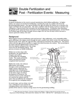 WFP062298
Double Fertilization and
Post - Fertilization Events: Measuring
compatable
pollen
papilla cells
of stigma
pollen tube
callose plug in
empty tube
embryo sac
(female
gametophyte)
ovule
endosperm
nucleus (3n)
zygote
nucleus (2n)
incompatable
pollen
empty pollen
grain
sperm nuclei
tube nucleus
ovary cavity
central cell with 2
polar nuclei which
fuse to give 2n
fusion nucleus
egg cell (n)
pollen tube
entering the
micropyle
male
gametophyte
(germinating
pollen)
compatible
pollen
papilla cells
of stigma
pollen tube
callose plug in
empty tube
ovule
endosperm
nucleus (3n)
zygote nucleus
(2n)
central cell with two
polar nuclei which
fuse to give 2n
fusion nucleus
tube nucleus
sperm nuclei
empty pollen
grain
germinating pollen
(microgametophyte)
incompatible
pollen
ovary cavity
egg cell (n)
pollen tube
entering the
micropyle
embryo sac
(megagametophyte)
vascular strands
ConceptsConceptsConceptsConceptsConcepts
In plants fertilization is the event in sexual reproduction which follows pollination. In higher
plants, two sperm are involved in fertilization, reaching the ovule via a pollen tube from the
germinating pollen grains. One sperm fertilizes the egg cell within the embryo sac to produce the
zygote and begin the new generation. The other combines with the fusion nucleus to produce the
endosperm, a special tissue that nourishes the developing embryo. Fertilization also stimulates
the growth of the maternal tissue (seed pod or fruit) supporting the developing seed. In Fast Plants
the fertilized egg cell develops through various stages over the next 20 days until it becomes a
mature quiescent embryo, the seed.
BackgroundBackgroundBackgroundBackgroundBackground
What happens between fertilization and seed harvest? After pollination, each compatible pollen
grain adhering to the stigma sends through the style a pollen tube which carries two male gametes
(sperm) to the ovule, where the egg and other cell nuclei are housed in the embryo sac. One sperm
unites with the egg cell (n) to produce a zygote (2n) which becomes the embryo. The second sperm
(n) unites with the diploid fusion nucleus (2n) to
form the triploid endosperm (3n), the energy
source for the developing embryo. This
process is known as double fertilization.
Within two to three days after
fertilization, the pistil begins to
elongate and swell to
accommodate the enlarging
ovules. The sepals and petals
wither and drop off, having
completed their functions.
Within the ovules, the embryos
differentiate and enlarge
through a series of developmental
stages, known collectively as
embryogenesis. Enlarging also
within the ovule is the endosperm.
In the latter stages of embryo
development in brassicas, the
nutrient reserves in the endosperm
are used by the embryo and the
space that was filled by the endosperm
is occupied by the enlarging embryo.
In cereal crops, such as wheat, rice and
corn, endosperm is not used by the
enlarging embryo and remains a major
portion of the seed as a starchy energy source for the germinating seedling.
© 1990 Wisconsin Fast Plants, University of Wisconsin-Madison, College of Agricultural and Life Sciences
Department of Plant Pathology, 1630 Linden Drive, Madison, WI 53706 1-800-462-7417 wfp@fastplants.cals.wisc.edu
 