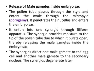 • Release of Male gametes inside embryo sac
• The pollen tube passes through the style and
enters the ovule through the micropyle
(porogamy). It penetrates the nucellus and enters
the embryo sac.
• It enters into one synergid through filiform
apparatus. The synergid provides moisture to the
tip of the pollen tube due to which it bursts open,
thereby releasing the male gametes inside the
embryo sac.
• The synergids direct one male gamete to the egg
cell and another male gamete to the secondary
nucleus. The synergids degenerate later
 