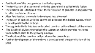 • Fertilization of the two gametes is called syngamy.
• The fertilization of a sperm cell with the central cell is called triple fusion.
• The embryo sac is fertilized twice, the fertilization of gametes in angiosperms
is called double fertilization.
• After fertilization, the ovule is developed into the seed.
• The fusion of egg cell with the sperm cell produces the diploid zygote, which
is developed into the embryo.
• The zygote is divide into two cells called terminal cell and basal cell by mitosis.
• The basal cell divides to produce the suspensor, which provides nutrients
from mother plant to the growing embryo.
• The division of the terminal cell produces the proembryo.
• Further development of the embryo is arrested until the germination of the
seed.
 