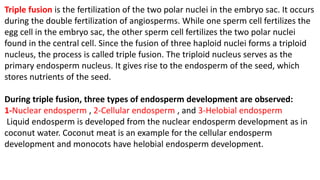 Triple fusion is the fertilization of the two polar nuclei in the embryo sac. It occurs
during the double fertilization of angiosperms. While one sperm cell fertilizes the
egg cell in the embryo sac, the other sperm cell fertilizes the two polar nuclei
found in the central cell. Since the fusion of three haploid nuclei forms a triploid
nucleus, the process is called triple fusion. The triploid nucleus serves as the
primary endosperm nucleus. It gives rise to the endosperm of the seed, which
stores nutrients of the seed.
During triple fusion, three types of endosperm development are observed:
1-Nuclear endosperm , 2-Cellular endosperm , and 3-Helobial endosperm
Liquid endosperm is developed from the nuclear endosperm development as in
coconut water. Coconut meat is an example for the cellular endosperm
development and monocots have helobial endosperm development.
 
