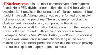 (i)Nuclear type: It is the most common type of endosperm
found. Here PEN divides repeatedly (mitotic division) without
cytokinesis. It results in the formation of a large number of free
nuclei in the cell. A large central vacuole is formed and nuclei
get arranged at the periphery. There are more nuclei at the
chalazal and micropylar end, compared to the sides.
At this stage, cell wall formation takes place from the periphery
towards the centre and multicellular endosperm is formed.
Examples: Maize, Rice, Wheat, Cotton, Sunflower. In coconut,
the cell wall formation is incomplete resulting in the outer
multicellular solid endosperm and inner multinucleated (having
free nuclei) liquid endosperm (coconut milk).
 