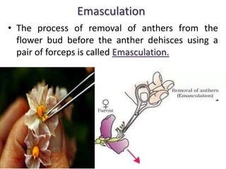 Emusculation Double fertilization in plants, Monocot and Dicot embryo, Endospermic ...