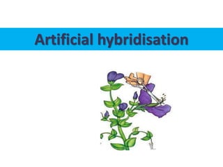 Artificial hybridisation
 