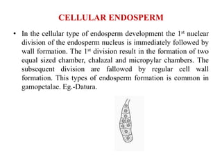 CELLULAR ENDOSPERM
• In the cellular type of endosperm development the 1st nuclear
division of the endosperm nucleus is immediately followed by
wall formation. The 1st division result in the formation of two
equal sized chamber, chalazal and micropylar chambers. The
subsequent division are fallowed by regular cell wall
formation. This types of endosperm formation is common in
gamopetalae. Eg.-Datura.
 