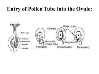 Entry of Pollen Tube into the Ovule:
 