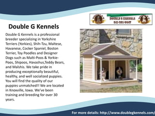 For more details: http://www.doublegkennels.com/
Double G Kennels is a professional
breeder specializing in Yorkshire
Terriers (Yorkies), Shih-Tzu, Maltese,
Havanese, Cocker Spaniel, Boston
Terrier, Toy Poodles and Designer
Dogs such as Malti-Poos & Yorkie-
Poos, Shipoos, Havashus,Teddy Bears,
and Malshis. We take pride in
producing exceptionally beautiful,
healthy, and well socialized puppies.
You will find the quality of our
puppies unmatched!! We are located
in Knoxville, Iowa. We've been
training and breeding for over 30
years.
Double G Kennels
 