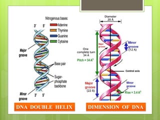 DNA DOUBLE HELIX DIMENSION OF DNA
 