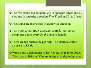 The two strand run antiparallely in opposite direction i.e.,
they run in opposite direction 5’ to 3’ end and 3’ to 5’ end.
The strand are interwined in clockwise direction.
The width of the DNA molecule is 20 Å. The strand
completes a turn every 34 Å along its length.
There are ten nucleotide per turn. The internucleotide
distance is 3.4 Å.
Watson and Crick model of DNA is called B-form DNA.
The chain in B-form DNA are in right handed orientation.
 