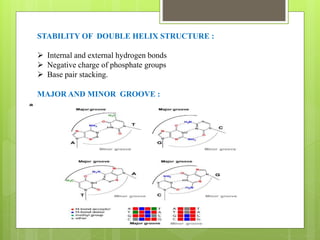 STABILITY OF DOUBLE HELIX STRUCTURE :
 Internal and external hydrogen bonds
 Negative charge of phosphate groups
 Base pair stacking.
MAJOR AND MINOR GROOVE :
 