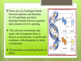 There are two hydrogen bonds
between adenine and thymine
(A=T) and there are three
hydrogen bonds between guanine
and cytosine (G  C) pairing.
 The sub-unit containing only
sugar and nitrogenous base is
known as nucleoside. A nucleoside
combines with phosphate to form
a nucleotide.
 Nucleotides are building blocks of
DNA.
 
