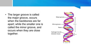 Components of DNA Double Helix Structure
• The nitrogen bases or nucleotides
• Deoxyribose sugar
• The phosphate group (ph...