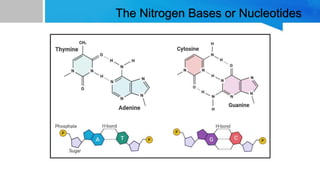 • The complementary strands are due to the nature of the
nitrogenous bases. The base adenine always interacts with
thymine...