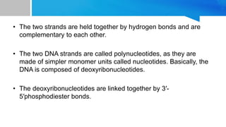 • The nitrogenous bases that compose the deoxyribonucleotides
include adenine, cytosine, thymine, and guanine.
• The struc...